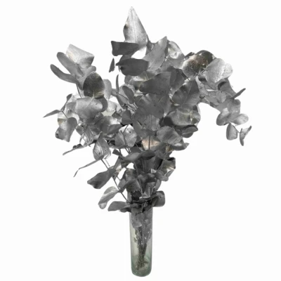EUCALYPTUS CINEREA SILVER