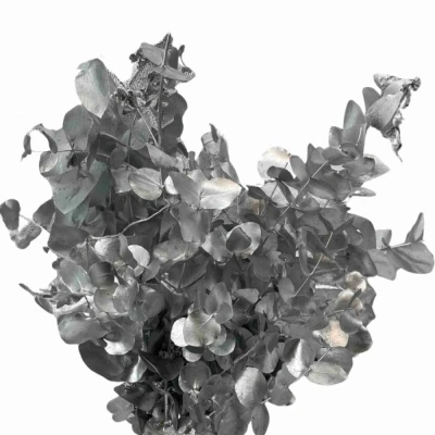 EUCALYPTUS CINEREA SILVER