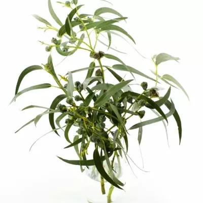 EUCALYPTUS GLOBULUS 400g