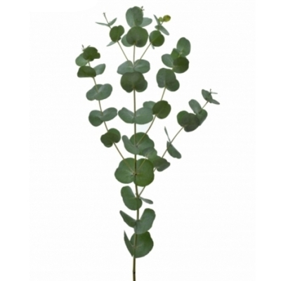 EUCALYPTUS GUNNI