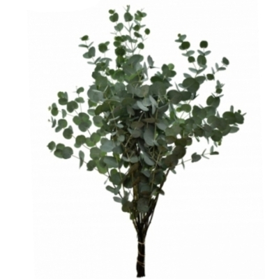 EUCALYPTUS GUNNI