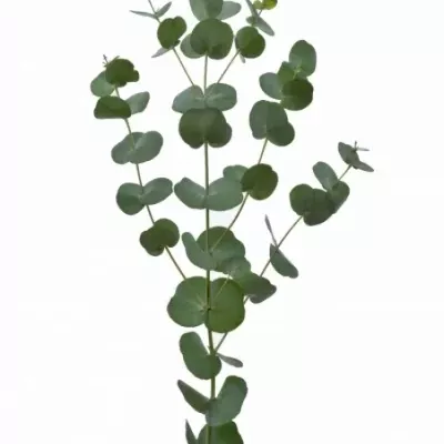 EUCALYPTUS GUNNI 60cm/350g