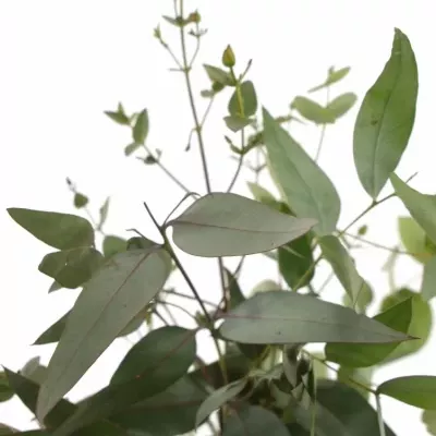 EUCALYPTUS MIX