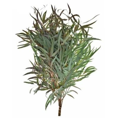 EUCALYPTUS NICHOLII 300g