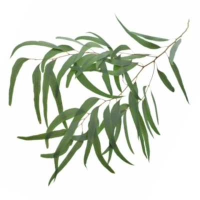 EUCALYPTUS NICHOLII