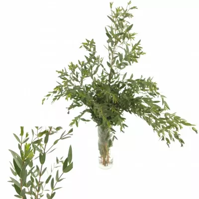 EUCALYPTUS parvifolia LONG 70cm / 300g