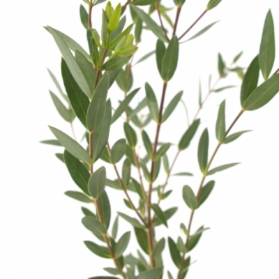 EUCALYPTUS parvifolia LONG 60cm / 200g