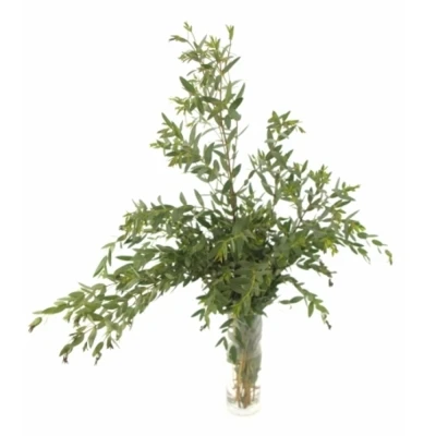 EUCALYPTUS PARVIFOLIA LONG