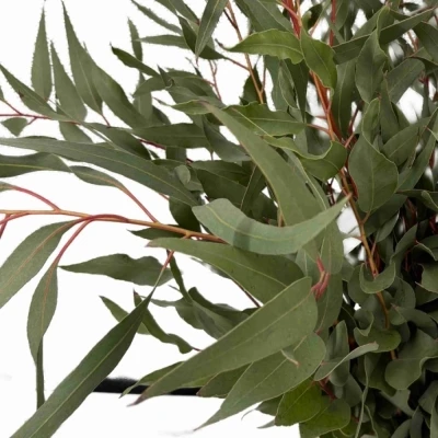EUCALYPTUS PAUCIFLORA