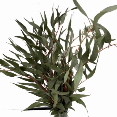 Blahovičník PAUCIFLORA 80 cm / 200 g 