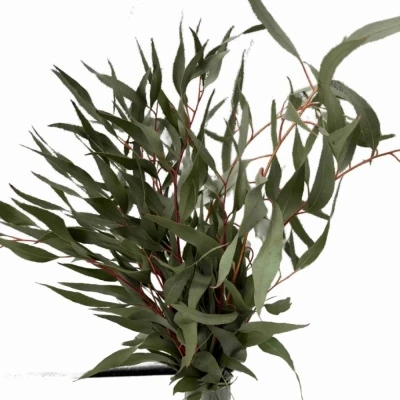 EUCALYPTUS PAUCIFLORA