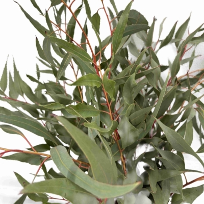 Blahovičník PAUCIFLORA 80 cm / 200 g 