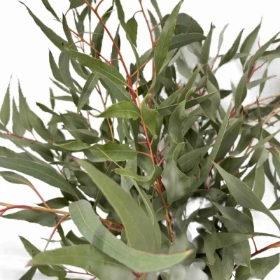 EUCALYPTUS PAUCIFLORA