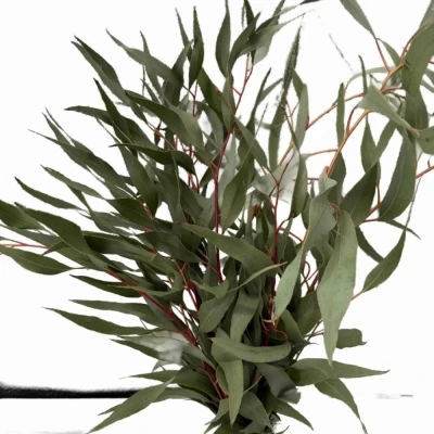 EUCALYPTUS PAUCIFLORA