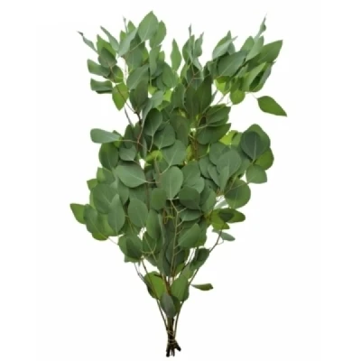 EUCALYPTUS POLYANTHEMOS 70cm/200g