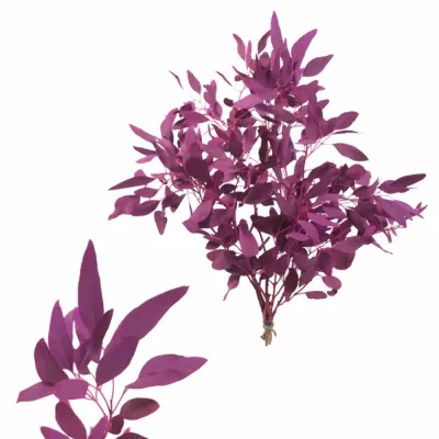 EUCALYPTUS POLYANTHEMOS CERISE 200g