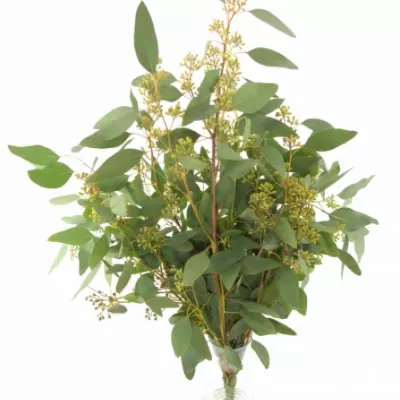 EUCALYPTUS POLYANTHEMOS 60cm/250g