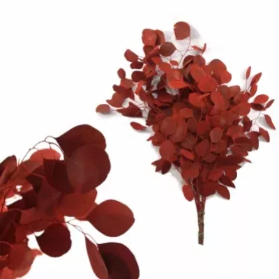 EUCALYPTUS POLYANTHEMOS RED 250g