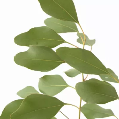 EUCALYPTUS POPULIFOLIA 60cm/150g