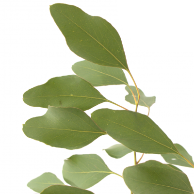 EUCALYPTUS POPULIFOLIA 60cm/200g