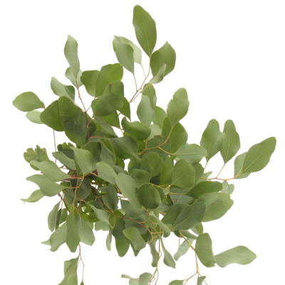 EUCALYPTUS POPULIFOLIA 60cm/200g