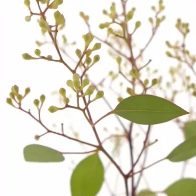 EUCALYPTUS POPULUS BERRIES EX