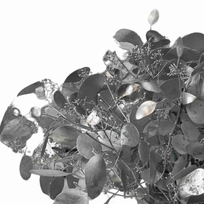 EUCALYPTUS POPULUS BERRIES SILVER