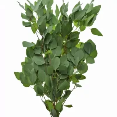 EUCALYPTUS POPULUS 70cm/300g