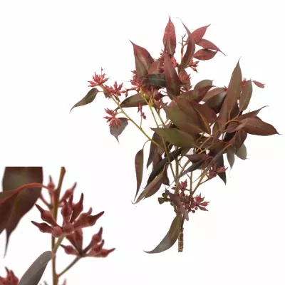 EUCALYPTUS ROBUSTA BERRIES RED 200g