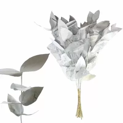 EUCALYPTUS ROBUSTA WHITE 200g