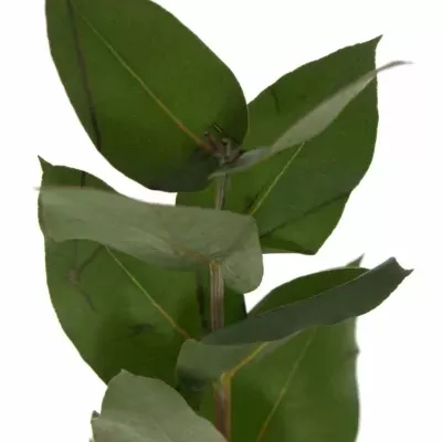 EUCALYPTUS ROBUSTA