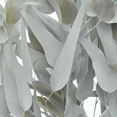 Eukalyptus  GLOBULUS WHITE 80cm