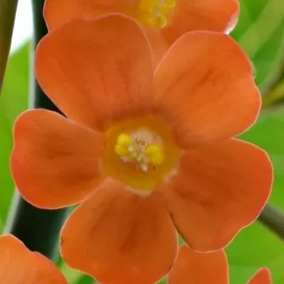 Euphorbia  FULGENS QUEEN OF ORANGE 50cm