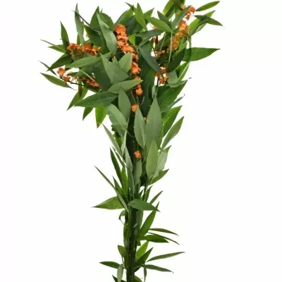 Euphorbia  FULGENS QUEEN OF ORANGE 50cm