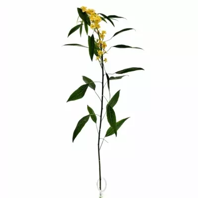 Euphorbia FULGENS CREAM YELLOW RIVER 70cm