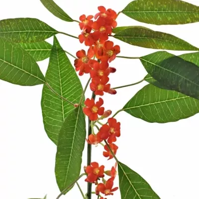 Euphorbia FULGENS RED SURPRISE 70cm