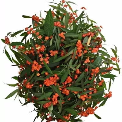 Euphorbia FULGENS RED SURPRISE 60cm