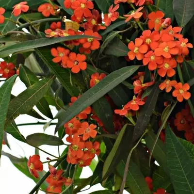 Euphorbia FULGENS RED SURPRISE 60cm