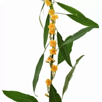 Euphorbia FULGENS SUNSTREAM 65cm 