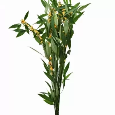 Euphorbia FULGENS SUNSTREAM