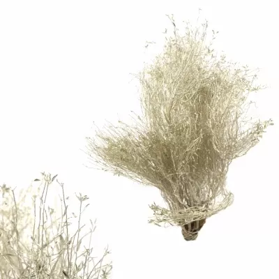 EUPHORBIA SPINOSA PLATINUM 400g 