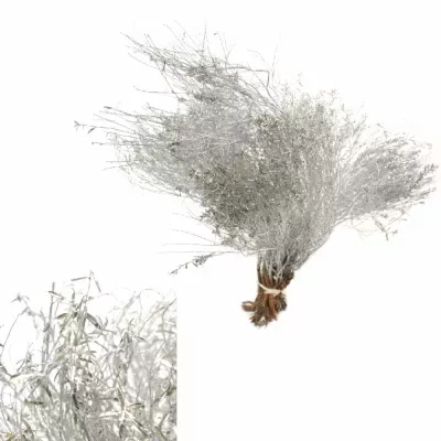 EUPHORBIA SPINOSA SILVER 400g 