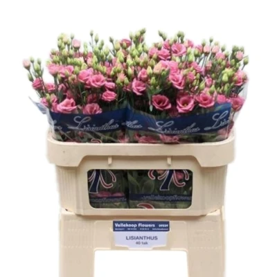 EUSTOMA DOUBLINI ROSE