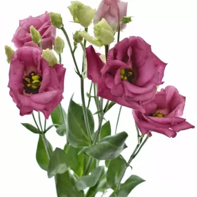 Jícnovka ADOM RED 75cm/5+