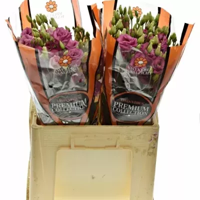 EUSTOMA E ADOM RED 75cm/5+