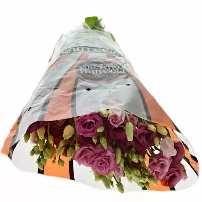 EUSTOMA E ADOM RED 75cm/5+