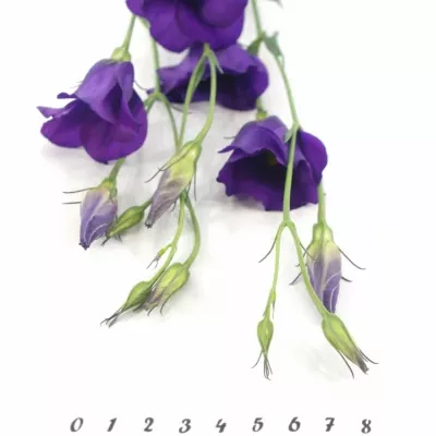 Jícnovka E COLORADO PURPLE 70cm / 4 +