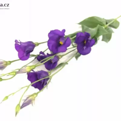 Jícnovka E COLORADO PURPLE 70cm / 4 +