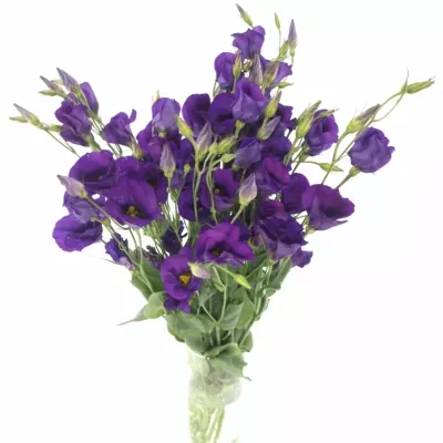 Jícnovka E COLORADO PURPLE 70cm / 4 +