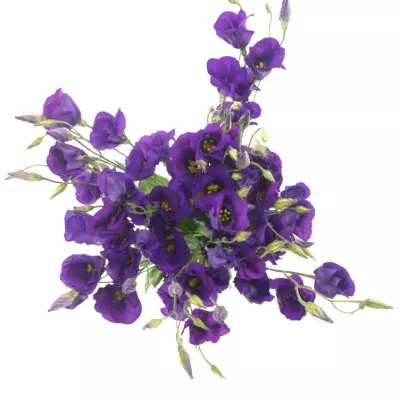 Jícnovka E COLORADO PURPLE 70cm / 4 +